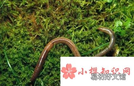 蜗牛不吃东西怎么办