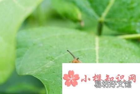 蜗牛不吃东西怎么办