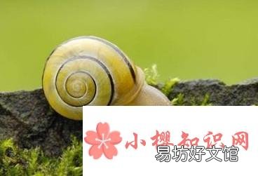 蜗牛不吃东西怎么办