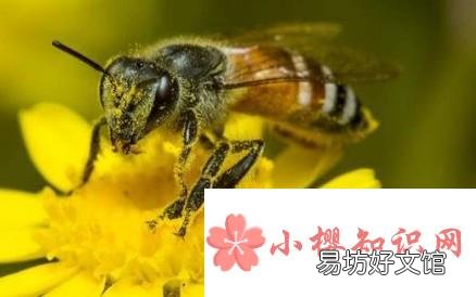 野外被虫子咬了怎么办?