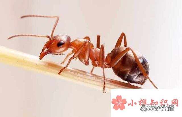 野外被虫子咬了怎么办?