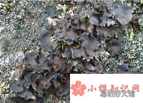 湖南张家界有哪些特产