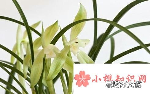 花中君子的功效与作用