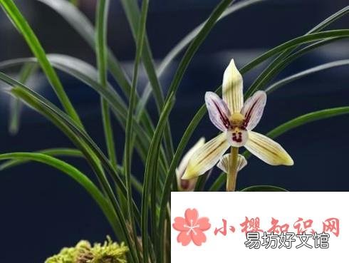 花中君子的功效与作用