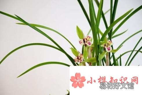 花中君子的功效与作用