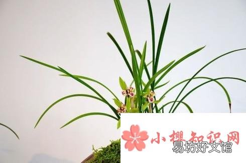 花中君子的功效与作用