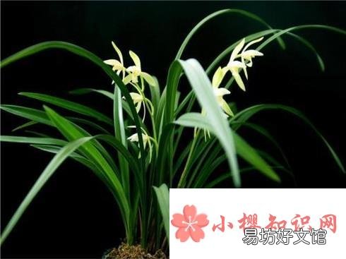 花中君子的功效与作用