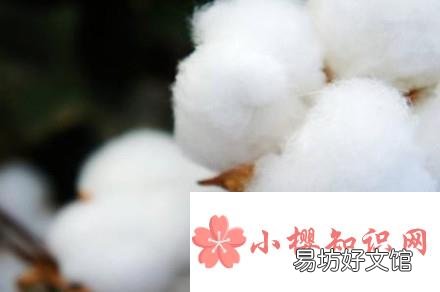 如何辨别棉花的好坏呢?