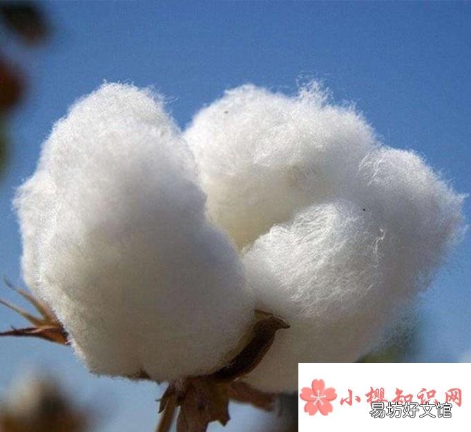 如何辨别棉花的好坏呢?