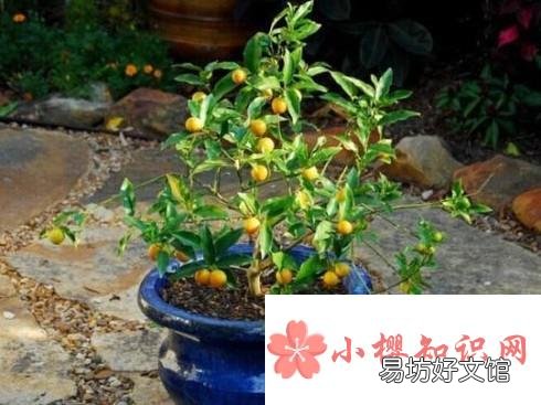 小金桔树盆栽怎么养殖
