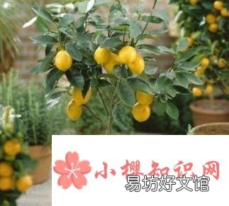 小金桔树盆栽怎么养殖