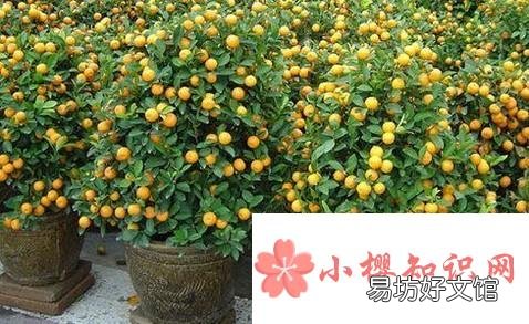 小金桔树盆栽怎么养殖