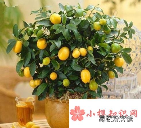小金桔树盆栽怎么养殖