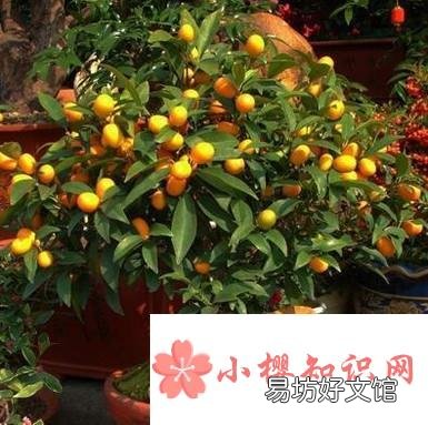 小金桔树盆栽怎么养殖
