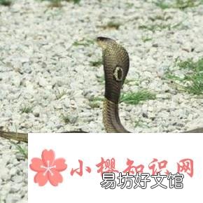 幼蛇的饲养经验