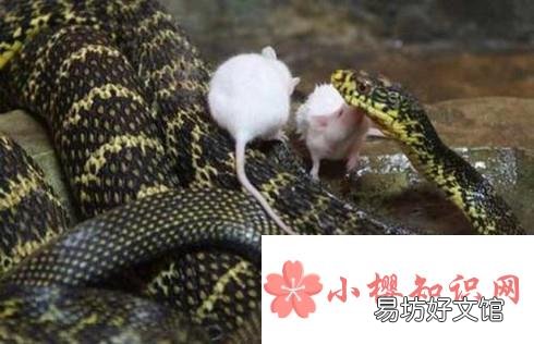幼蛇的饲养经验
