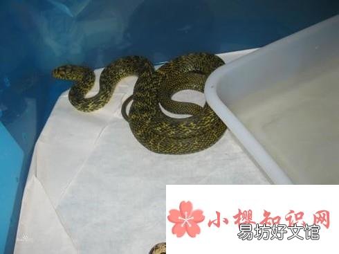 幼蛇的饲养经验