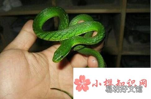 幼蛇的饲养经验