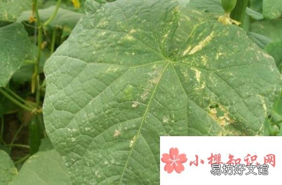 黄瓜叶子发黄怎么办