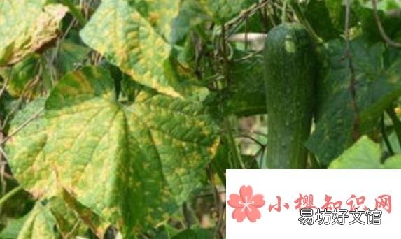 黄瓜叶子发黄怎么办