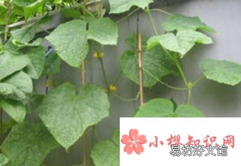 黄瓜叶子发黄怎么办