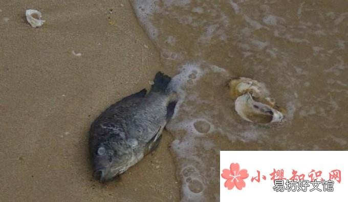 死鱼怎样保鲜保质