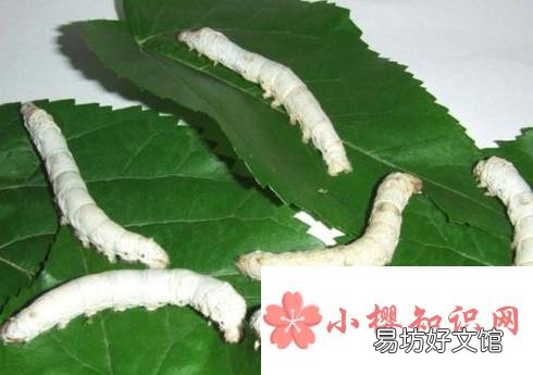 怎么养蚕宝宝?