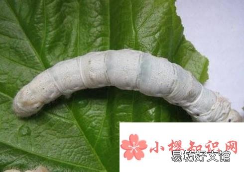 怎么养蚕宝宝?