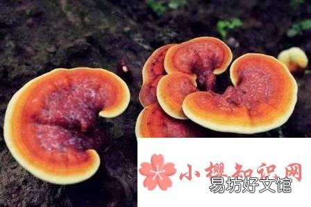 如何保存灵芝?
