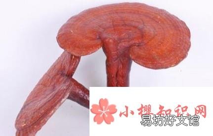 如何保存灵芝?
