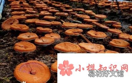 如何保存灵芝?