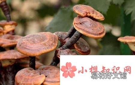 如何保存灵芝?