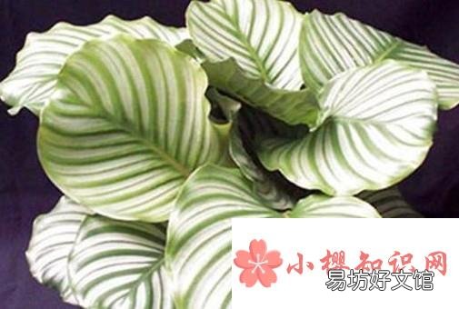 青苹果的养殖方法和注意事项