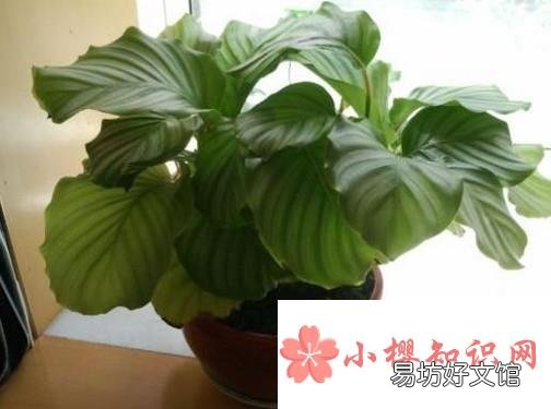 青苹果的养殖方法和注意事项
