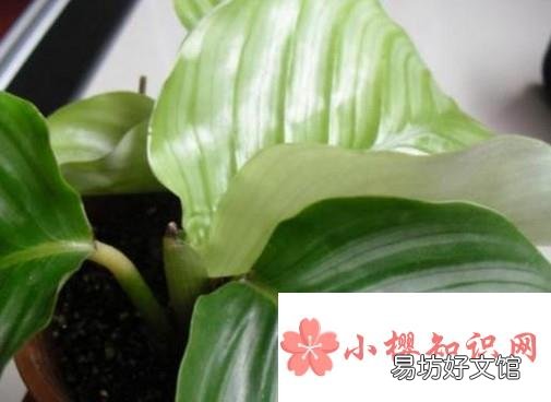青苹果的养殖方法和注意事项