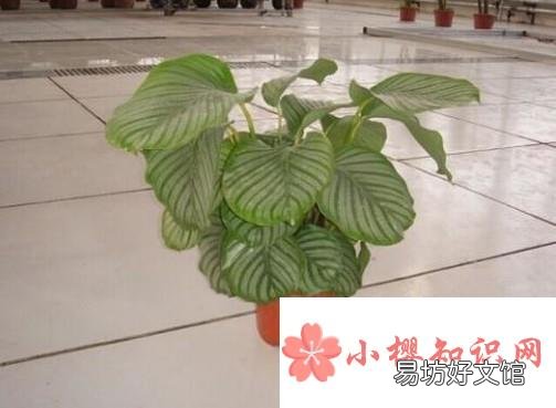 青苹果的养殖方法和注意事项