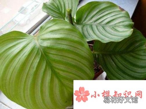 青苹果的养殖方法和注意事项