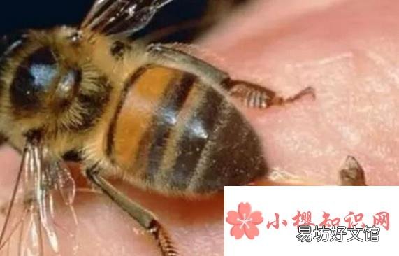 被蜜蜂蛰了的快速处理方式