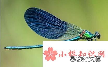 如何分辨豆娘和蜻蜓?