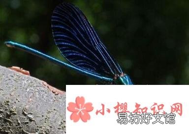 如何分辨豆娘和蜻蜓?