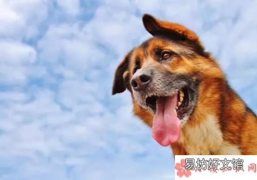 为什么小狗喜欢叫 小狗喜欢叫怎么办