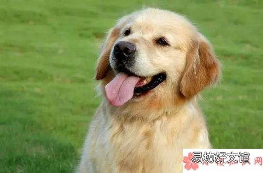 为什么小狗喜欢叫 小狗喜欢叫怎么办
