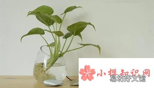 绿萝烂根问题的解决