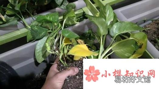 绿萝烂根问题的解决