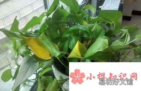 绿萝烂根问题的解决