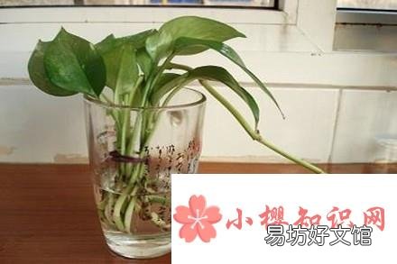 绿萝烂根问题的解决