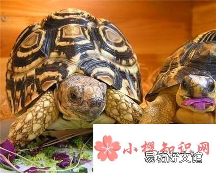 新手版 怎么做乌龟窝