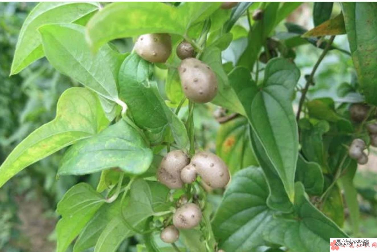 山药豆给宝宝吃好不好 山药豆的功效和作用是什么