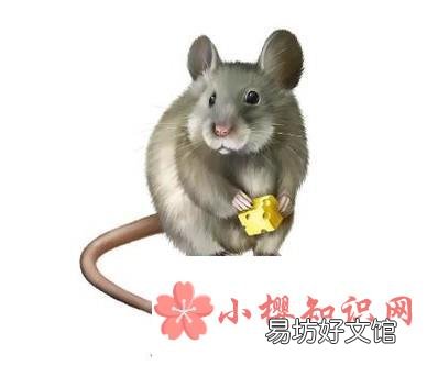 宿舍如何防止老鼠爬床