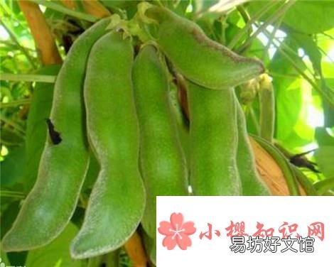 龙爪豆怎样去除毒素
